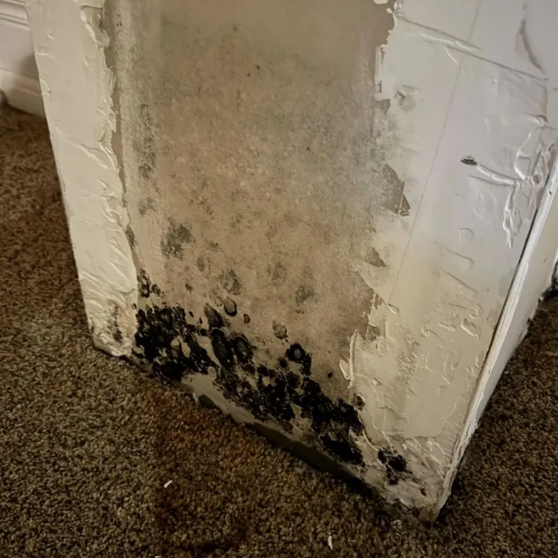 Professional Mold Removal in Thompsonville, CT